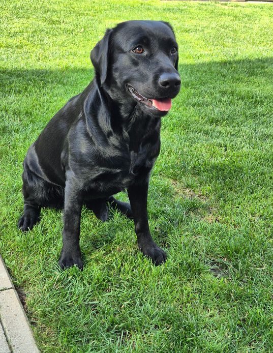Reinrassige Labrador Zuchthündin der Labradorzucht of Swallowlane Reinrassige Labrador Zuchthündin der Labradorzucht of Swallowlane