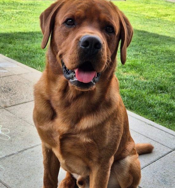 Prächtiger Labrador Deckrüde Prächtiger Labrador Deckrüde für unsere Wurfplanung 2027